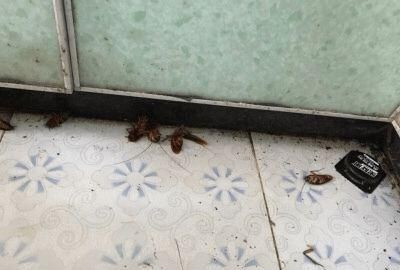 家里有蟑螂怎么办能除根
