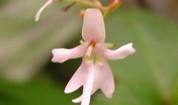 美丽的鲜花图片大全,花的品种大全图片及名称图23