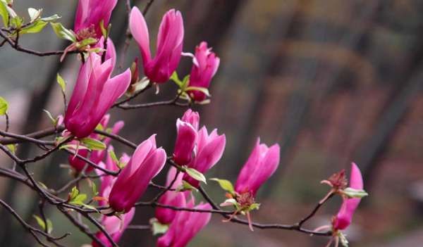 美丽的鲜花图片大全,花的品种大全图片及名称图8