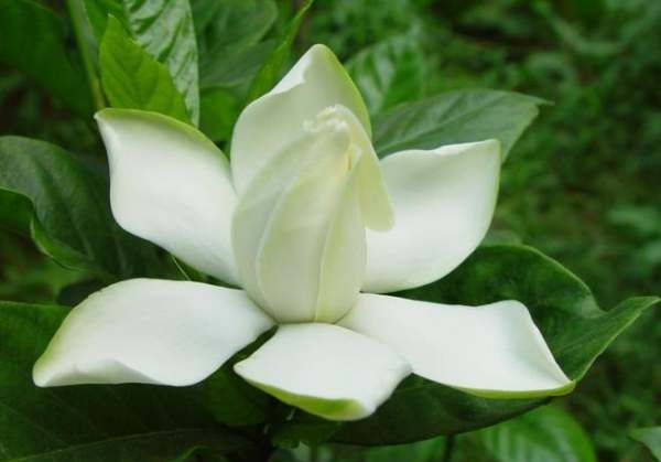 美丽的鲜花图片大全,花的品种大全图片及名称图19