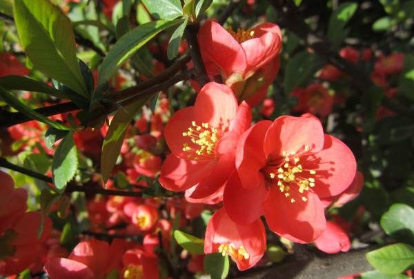 美丽的鲜花图片大全,花的品种大全图片及名称图6