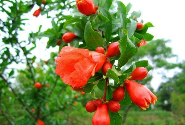 美丽的鲜花图片大全,花的品种大全图片及名称图15