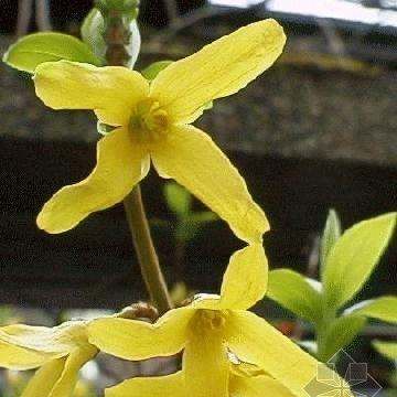 美丽的鲜花图片大全,花的品种大全图片及名称图11