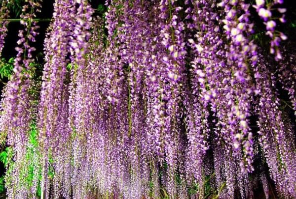 美丽的鲜花图片大全,花的品种大全图片及名称图13