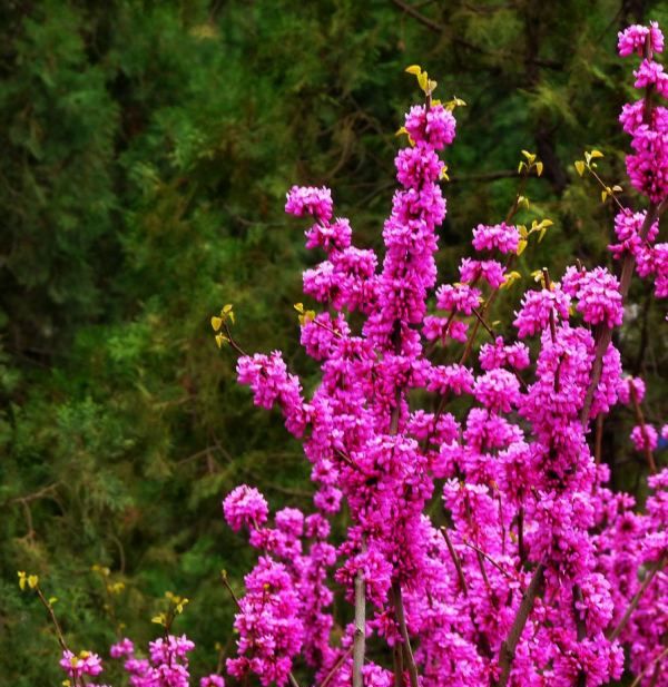 美丽的鲜花图片大全,花的品种大全图片及名称图9
