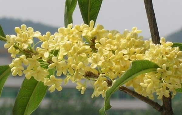 美丽的鲜花图片大全,花的品种大全图片及名称图20