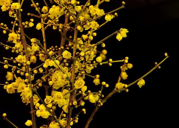 美丽的鲜花图片大全,花的品种大全图片及名称图22