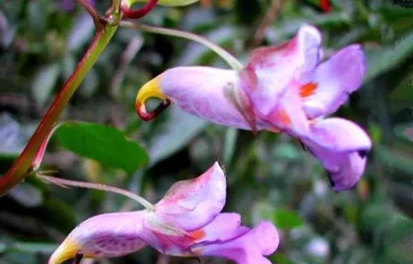 美丽的鲜花图片大全,花的品种大全图片及名称图26