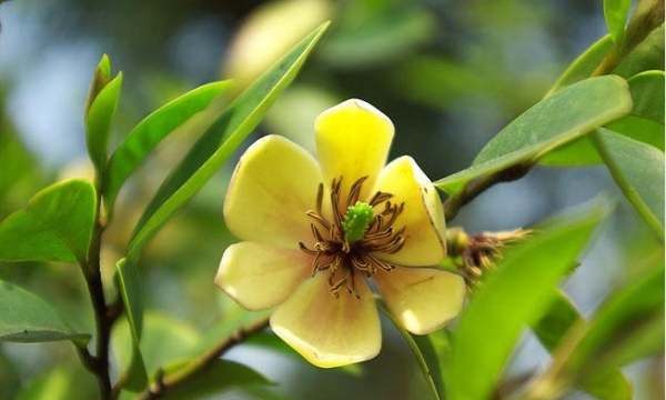 美丽的鲜花图片大全,花的品种大全图片及名称图16