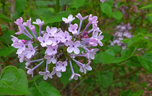 美丽的鲜花图片大全,花的品种大全图片及名称图12