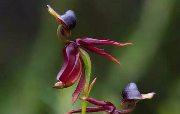 美丽的鲜花图片大全,花的品种大全图片及名称图27