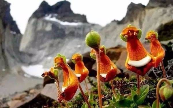 美丽的鲜花图片大全,花的品种大全图片及名称图29