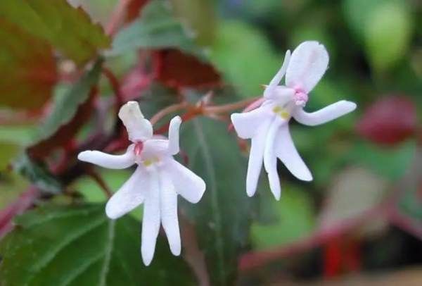 美丽的鲜花图片大全,花的品种大全图片及名称图24