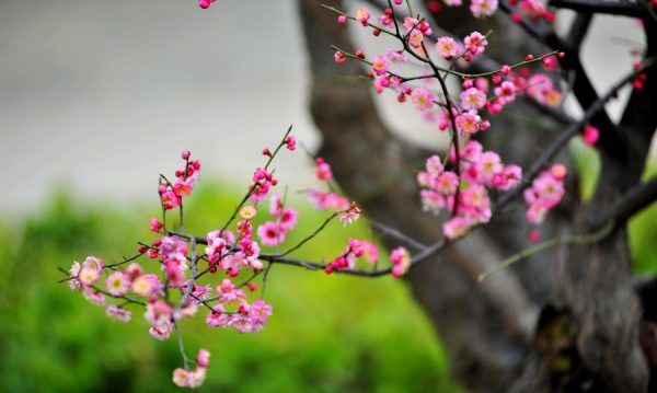 美丽的鲜花图片大全,花的品种大全图片及名称图3