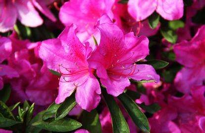 美丽的鲜花图片大全,花的品种大全图片及名称图14