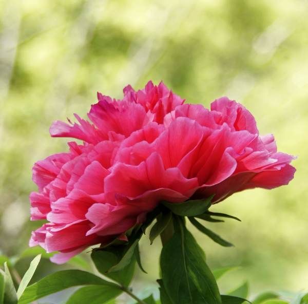 美丽的鲜花图片大全,花的品种大全图片及名称图5