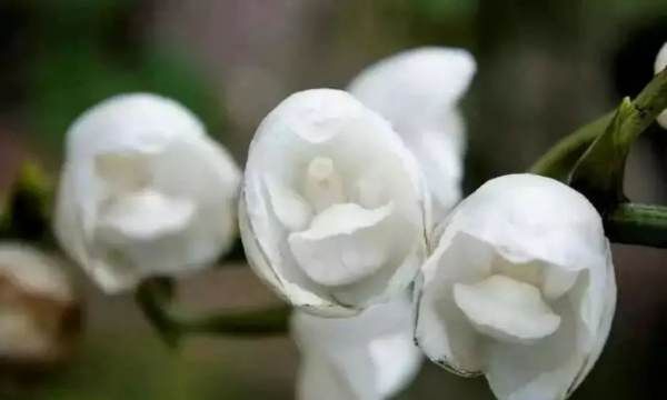 美丽的鲜花图片大全,花的品种大全图片及名称图28