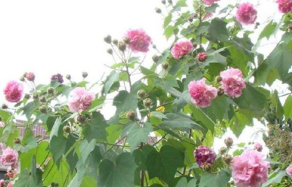 美丽的鲜花图片大全,花的品种大全图片及名称图21