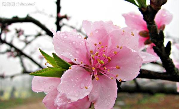 美丽的鲜花图片大全,花的品种大全图片及名称图4