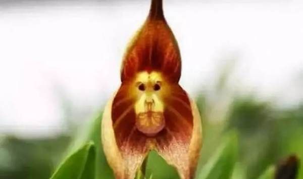 美丽的鲜花图片大全,花的品种大全图片及名称图25