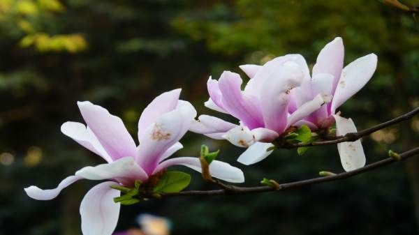 美丽的鲜花图片大全,花的品种大全图片及名称图7