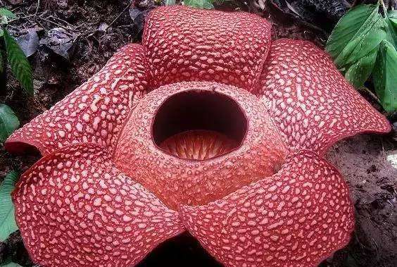 美丽的鲜花图片大全,花的品种大全图片及名称图31