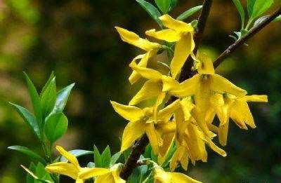 美丽的鲜花图片大全,花的品种大全图片及名称图10