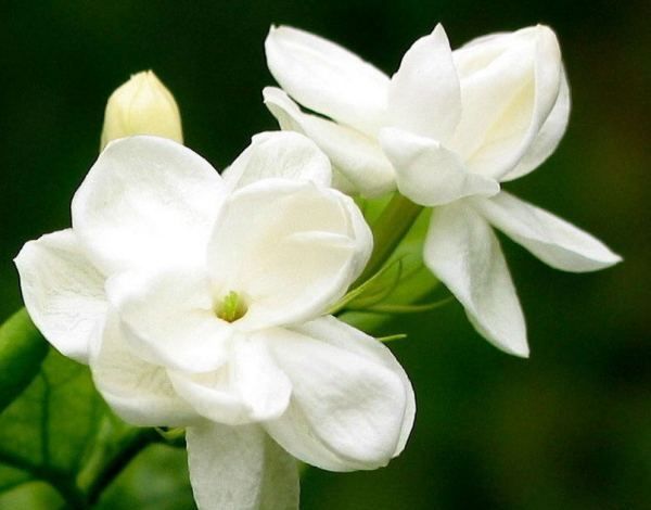 美丽的鲜花图片大全,花的品种大全图片及名称图18