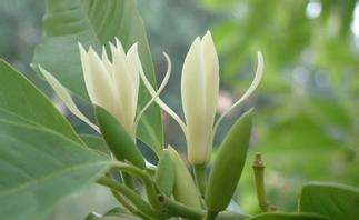 美丽的鲜花图片大全,花的品种大全图片及名称图17