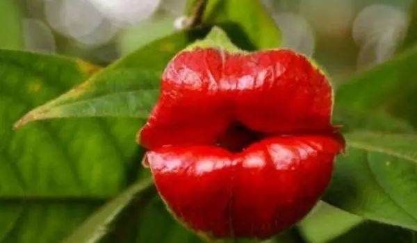 美丽的鲜花图片大全,花的品种大全图片及名称图30