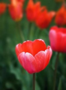 ​美丽的鲜花图片大全,花的品种大全图片及名称