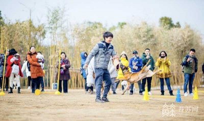 ​宠物训练多少钱(5000元一个月的“狗狗培训班”，是噱头还是专业？)