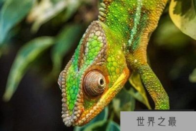 ​十大食肉宠物榜单，榜首是世界最可爱物种，鼠的天敌排第二(猫)