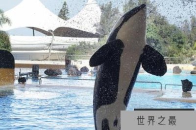 ​十大攻击力最强的动物，榜首是海上霸王，草原之王第三(非洲狮）