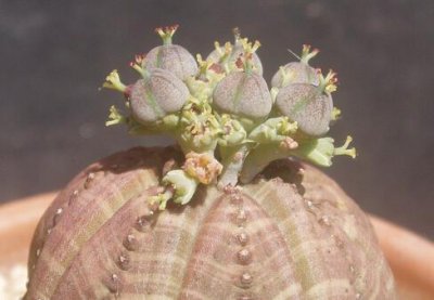 ​布纹球的风水学应用-布纹球在家居中的作用