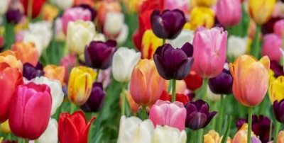 ​郁金香的花语是什么，郁金香的花语是什么，三朵代表什么意思？