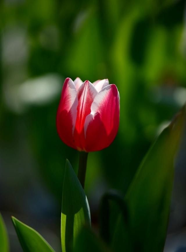 郁金香的花语是什么，郁金香的花语是什么，三朵代表什么意思？图5