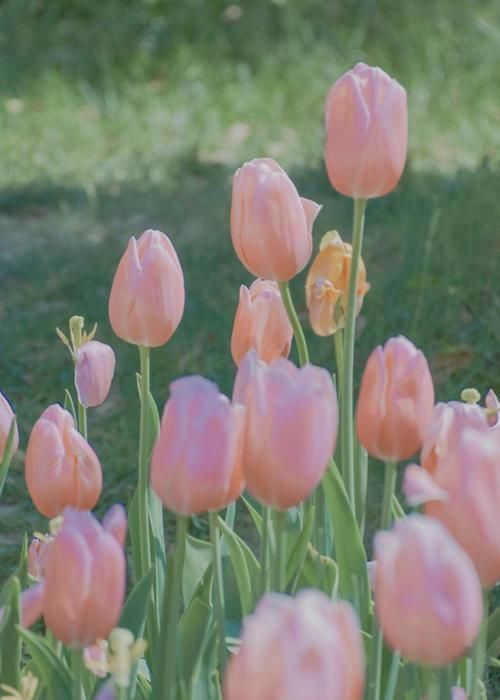 玫瑰花，郁金香的花语是什么有什么区别呢