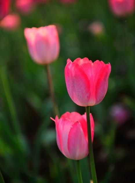 郁金香的花语是什么，郁金香的花语是什么，三朵代表什么意思？图4