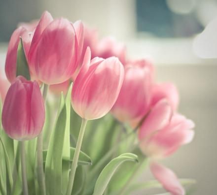 郁金香的花语是什么，郁金香的花语是什么，三朵代表什么意思？图3