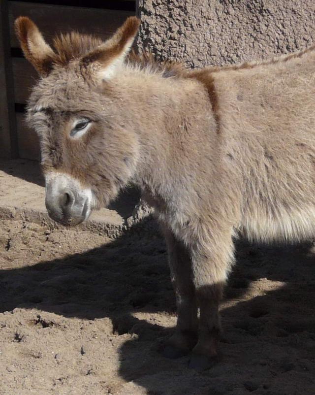 家庭养宠物要注意什么（养宠物要养这几种）(8)