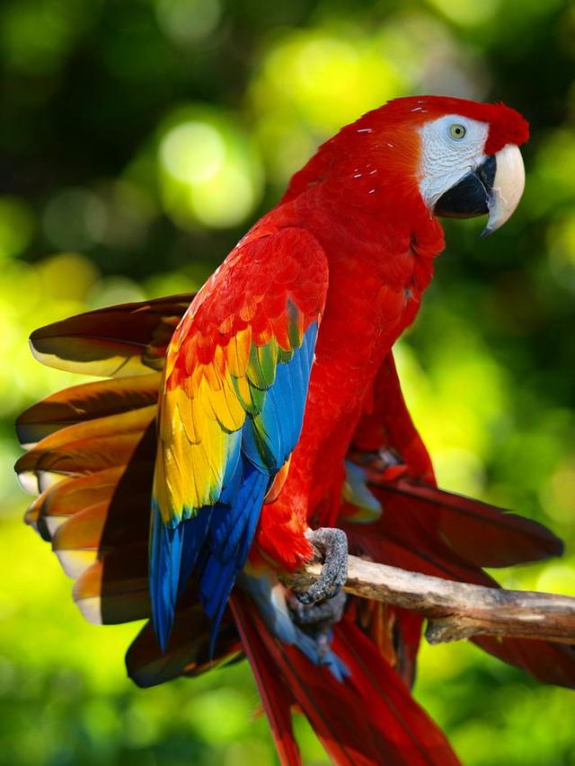 家庭养宠物要注意什么（养宠物要养这几种）(7)