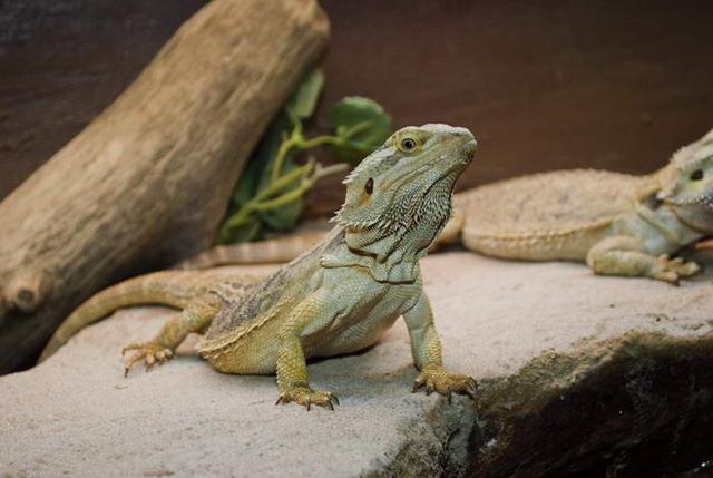 家庭养宠物要注意什么（养宠物要养这几种）(2)