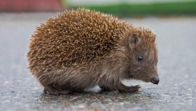 ​家庭养宠物要注意什么（养宠物要养这几种）