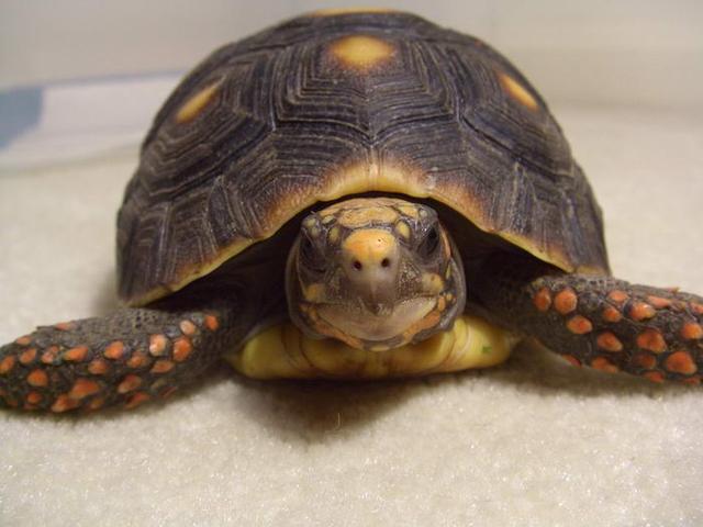 家庭养宠物要注意什么（养宠物要养这几种）(4)