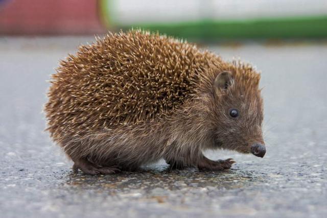 家庭养宠物要注意什么（养宠物要养这几种）(10)