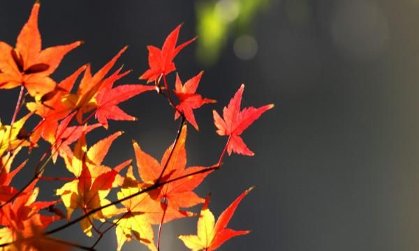 看枫叶是几月份，岳麓山的枫叶，几月份去看比较好？图3