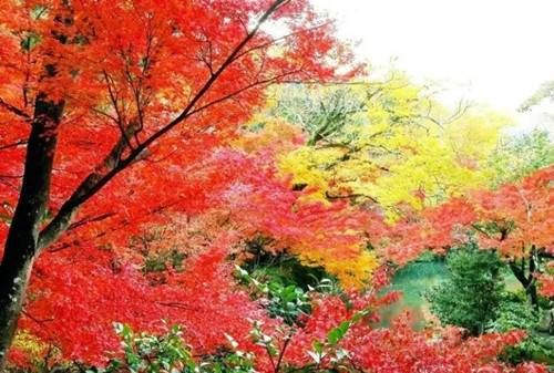 乌丹塔拉公园赏枫叶的最佳时间