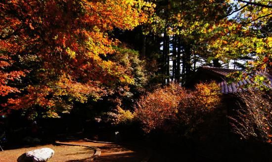 看枫叶是几月份，岳麓山的枫叶，几月份去看比较好？图4