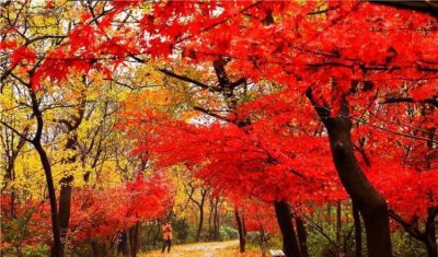 ​看枫叶是几月份，岳麓山的枫叶，几月份去看比较好？